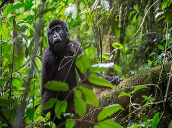Silverback Gorilla Safaris: Gorilla Trekking Trips in Uganda