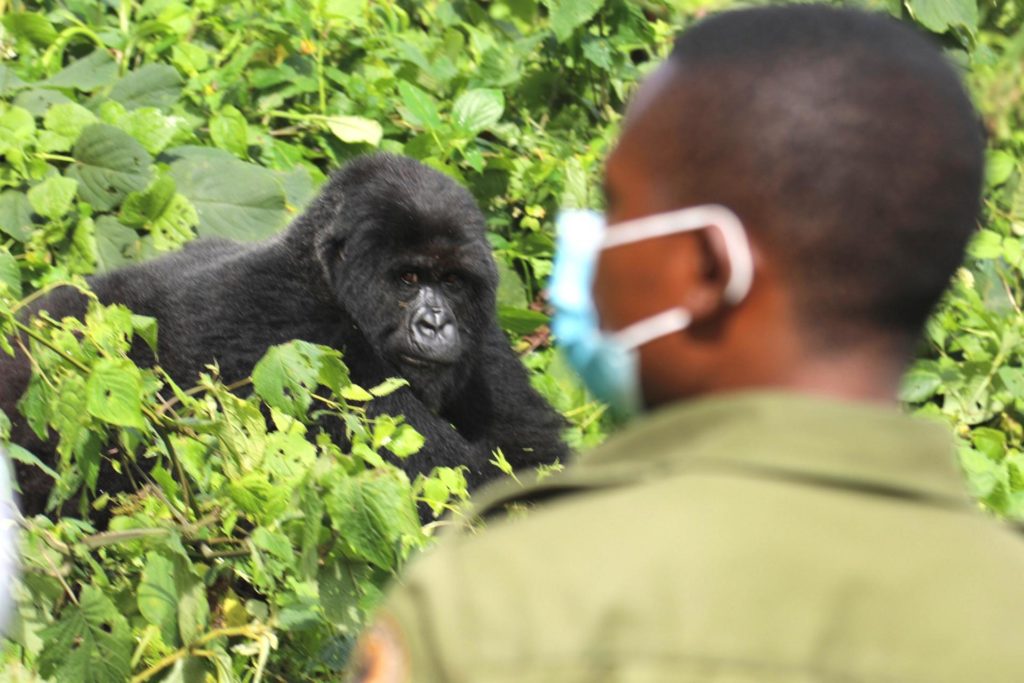 3 days Uganda gorilla tour