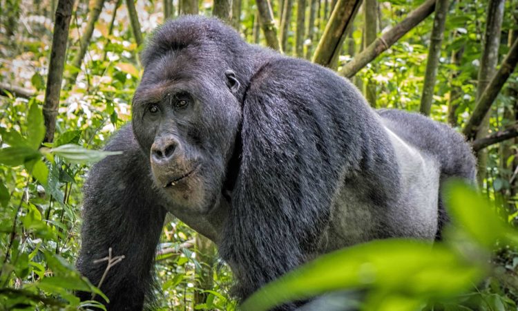 Eastern Lowland Gorilla Trekking in Congo