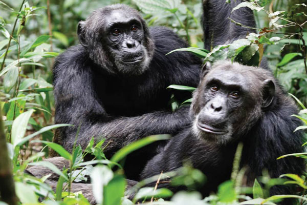 Chimpanzee trekking Gombe, primate tours tracking ecotourism – Kili  Tanzanite Safaris