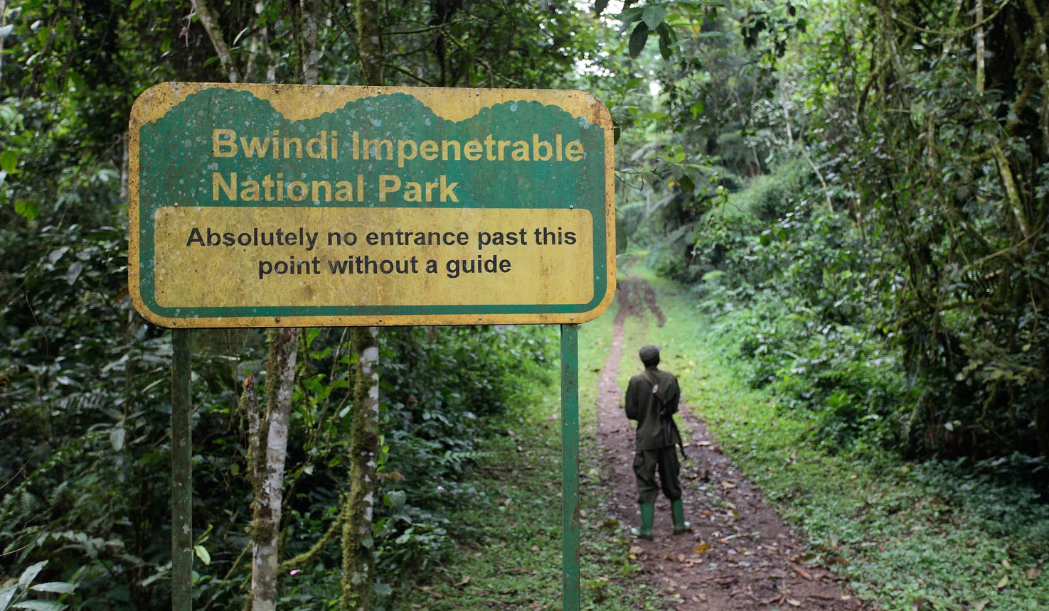 Bwindi Impenetrable National Park - Gorilla trekking in Uganda