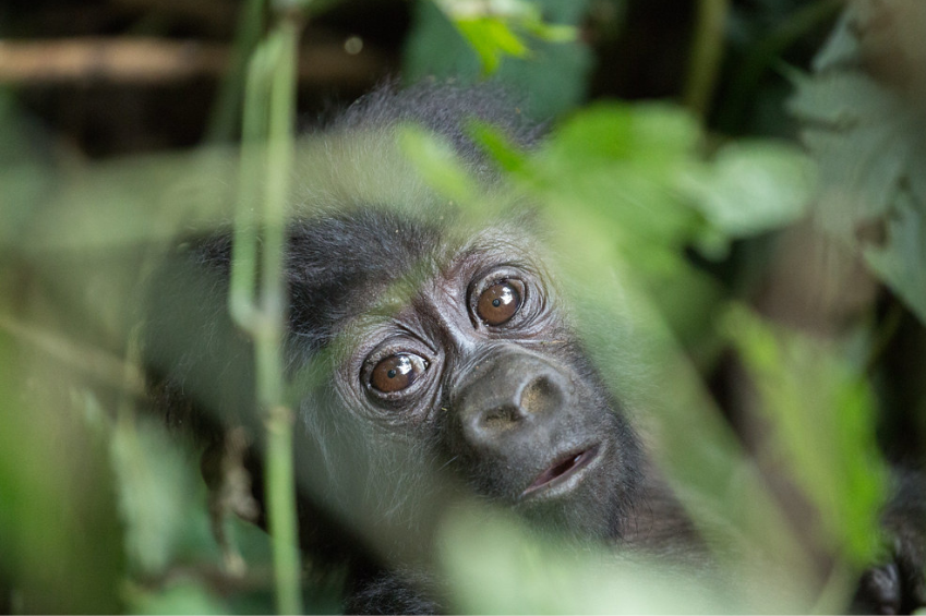 Gorilla trekking in Uganda