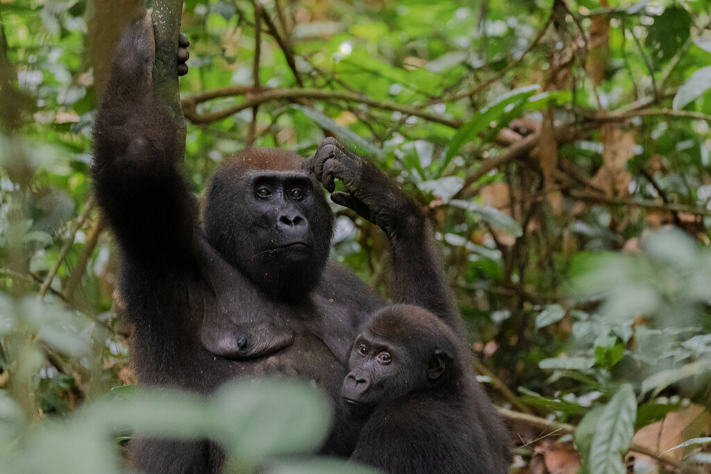 Gorilla trekking in Uganda