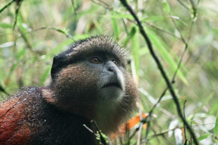 Golden Monkeys in Uganda - Silverback gorilla safaris