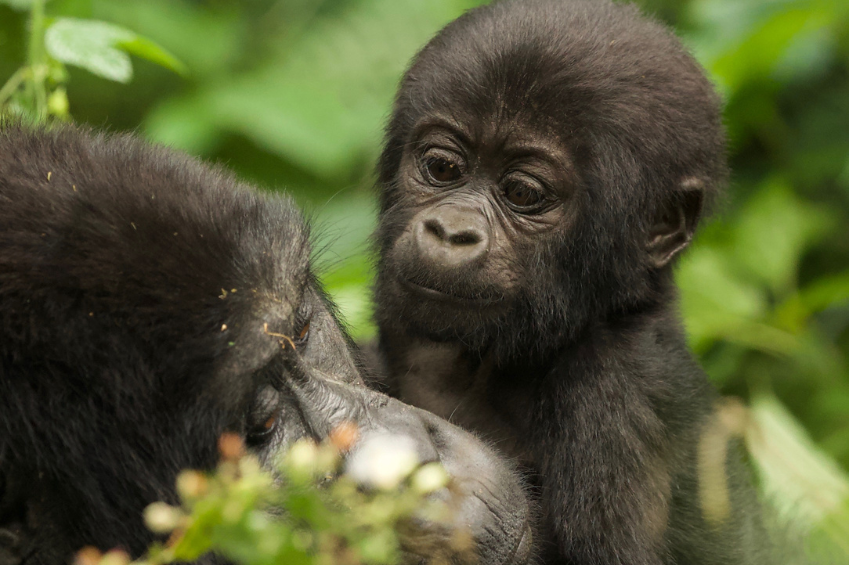 Gorilla trekking in Uganda