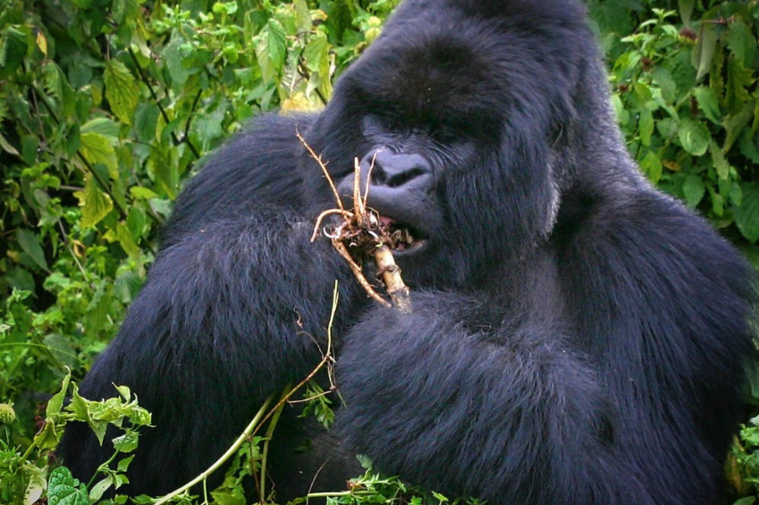 Gorilla trekking in Uganda