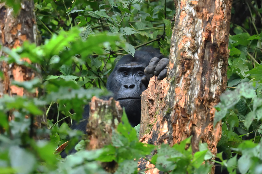 Gorilla trekking in Uganda