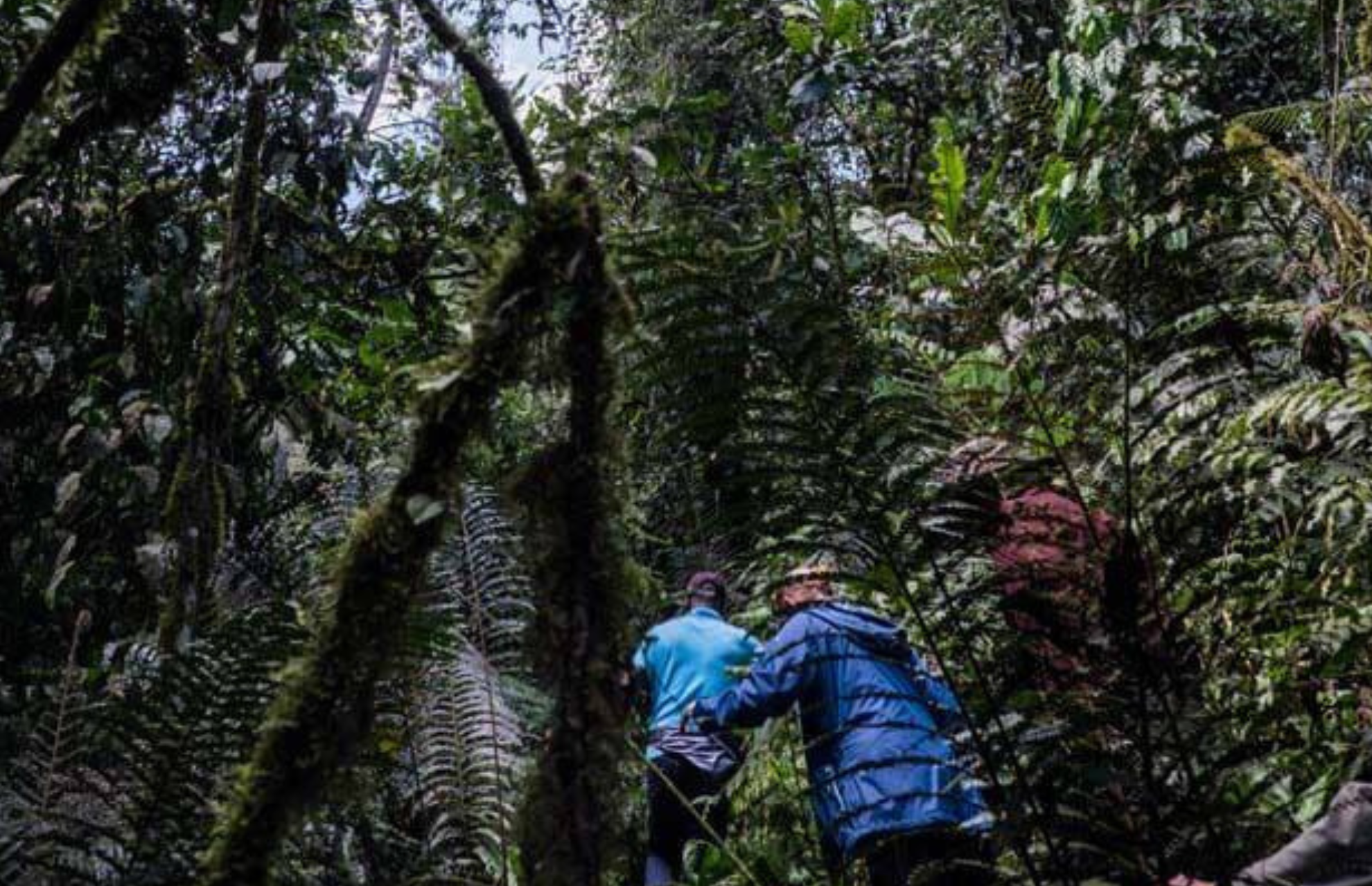 Gorilla trekking in Uganda