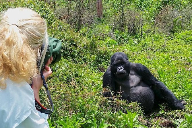 Uganda Gorilla trekking permits