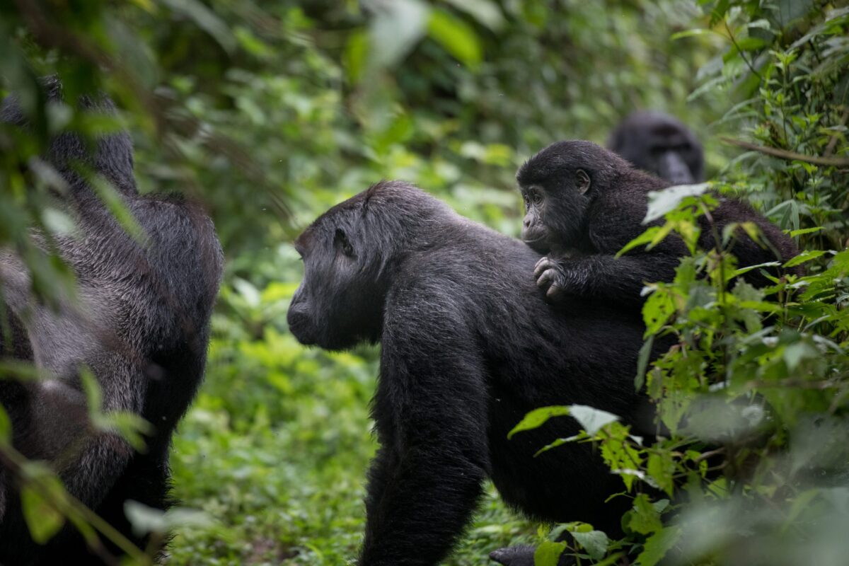 Volcanoes Gorillas