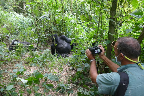 Virunga Gorillas