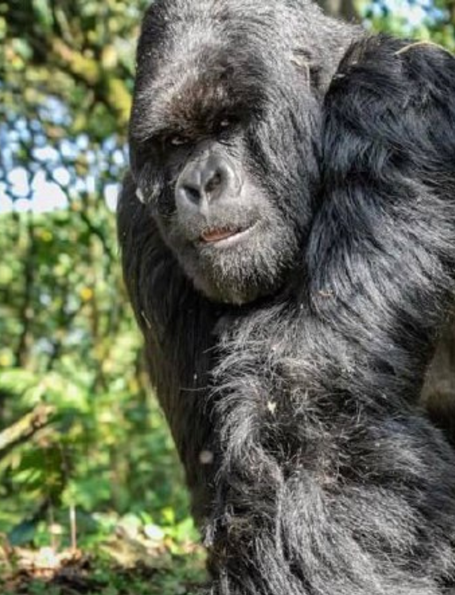 Gorilla trekking in Uganda