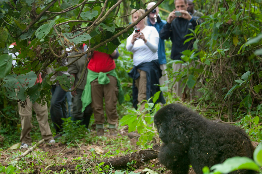 Gorilla trekking in Uganda