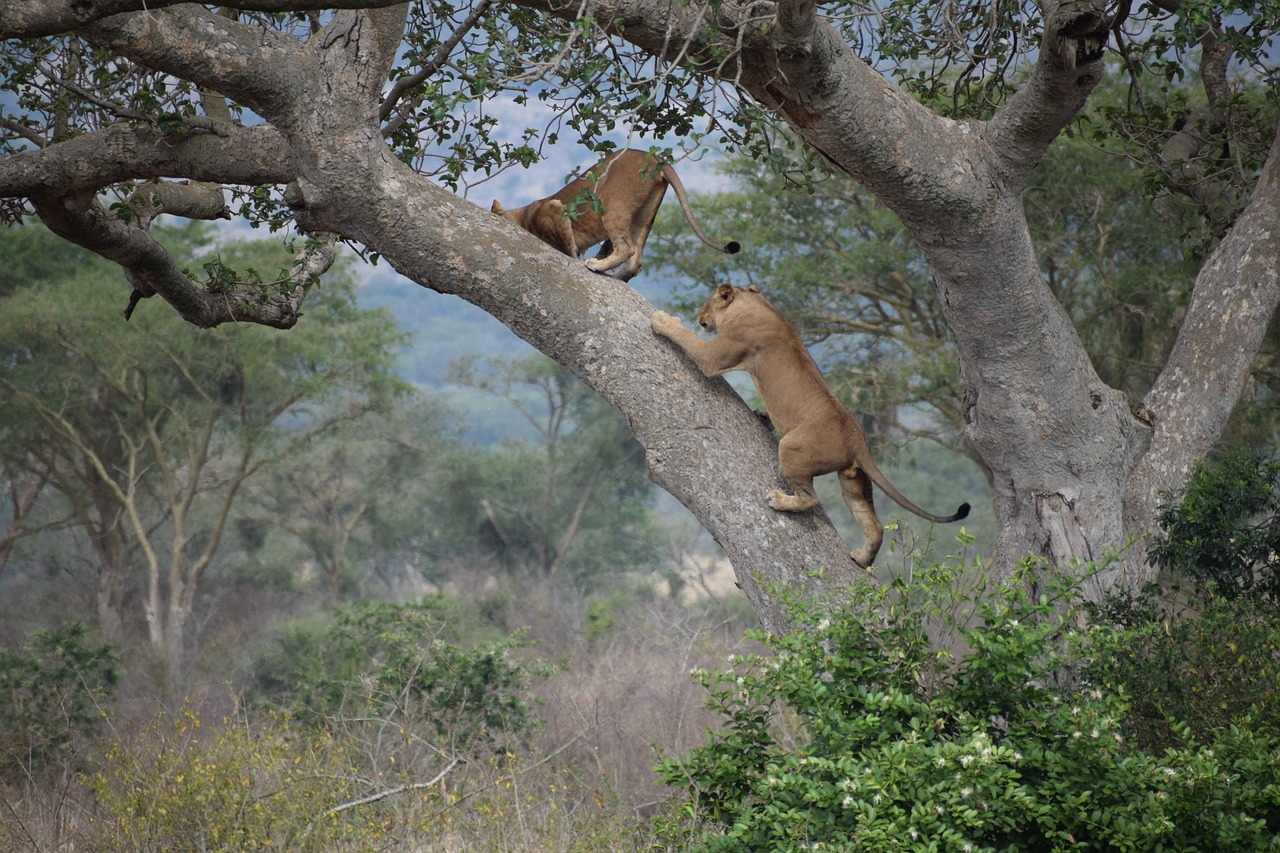 tree climbing lions - silverback gorilla safaris