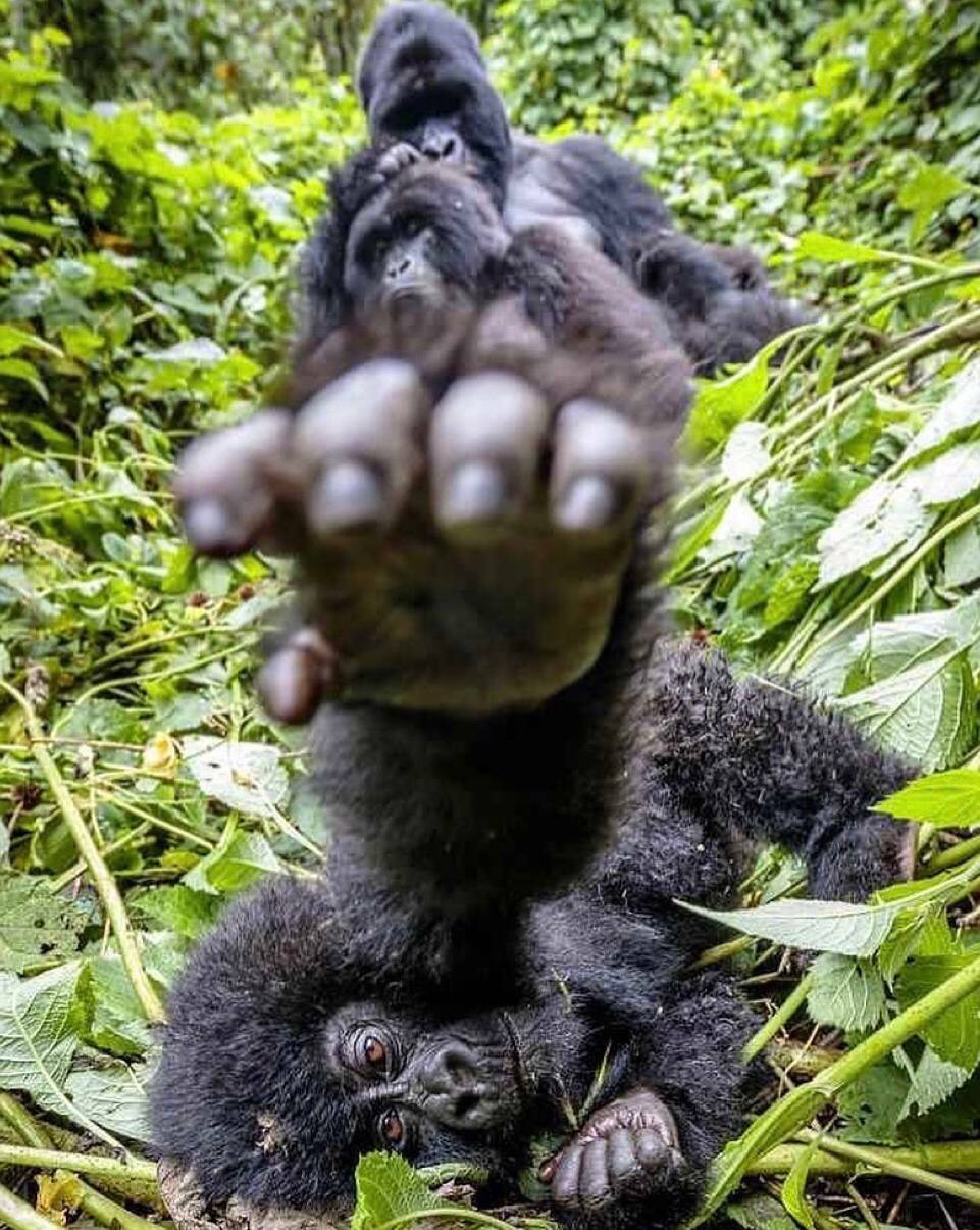 Gorilla trekking in Uganda