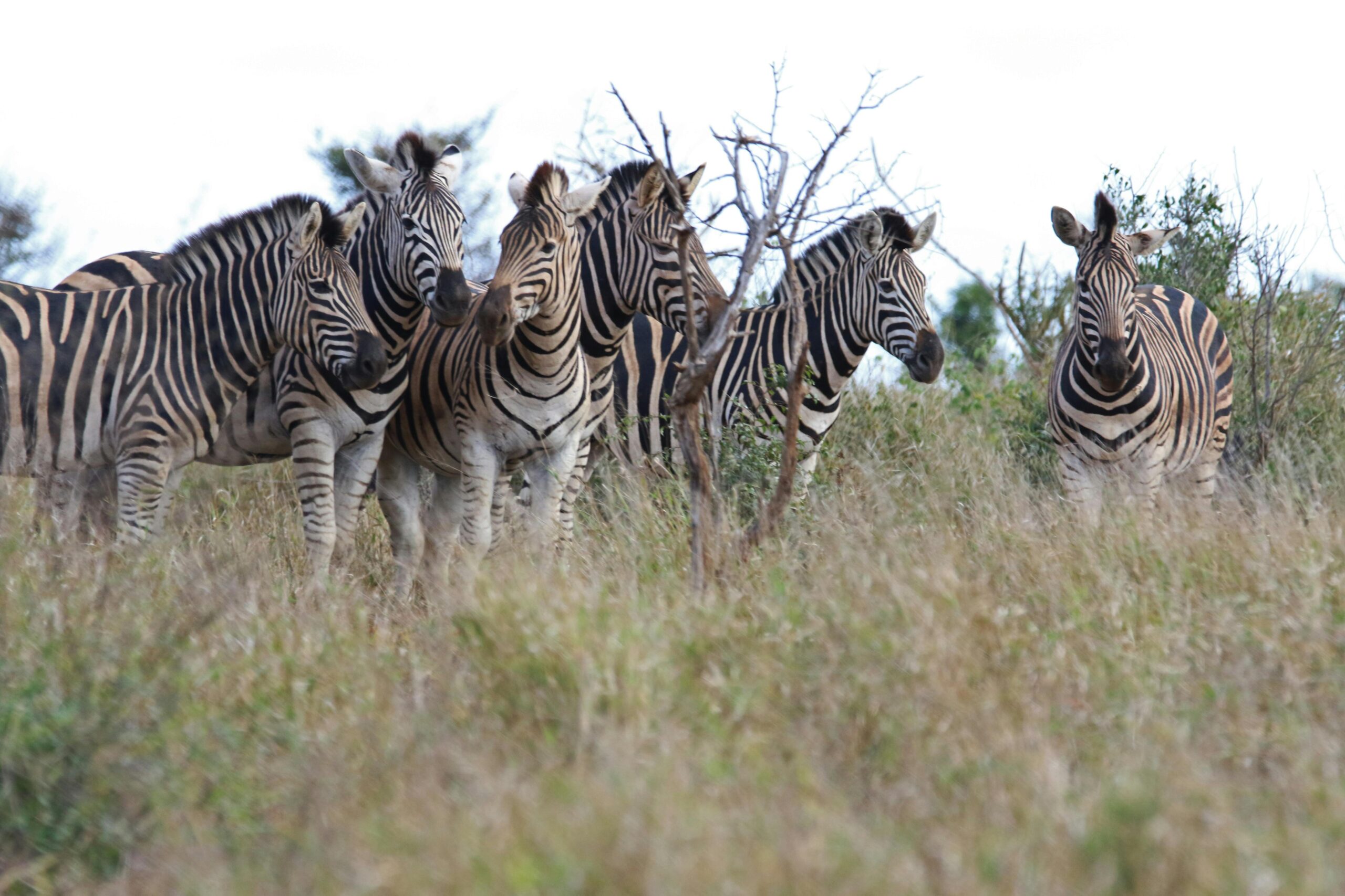 zebras in L.Mburo