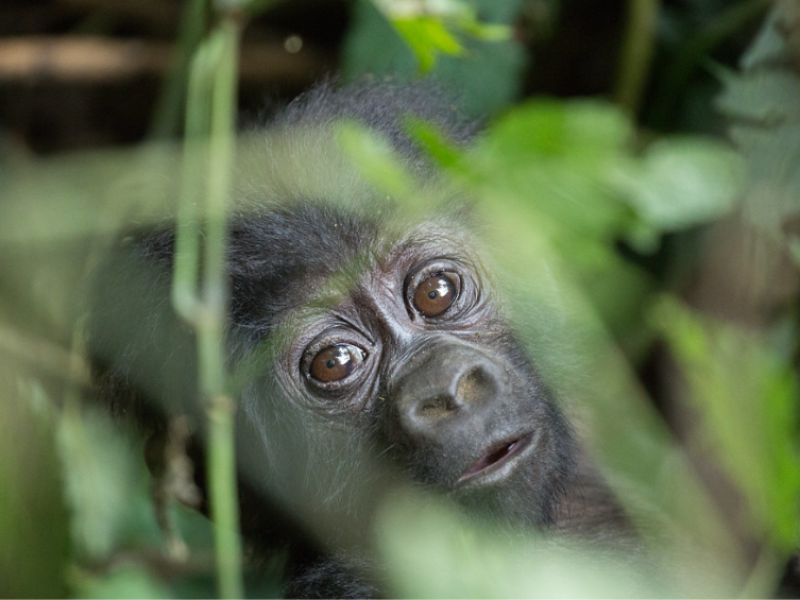 Gorilla trekking in Uganda