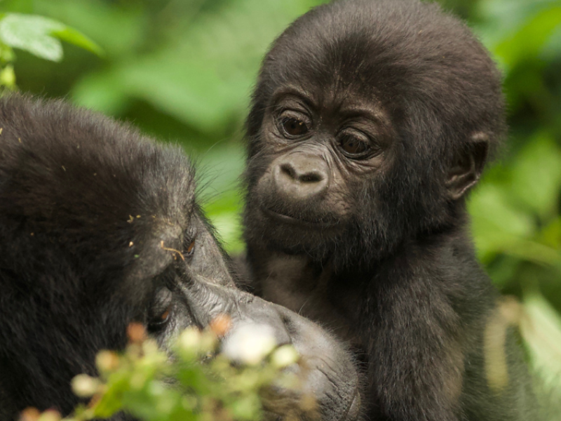 Gorilla trekking in Uganda