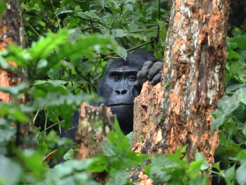 Gorilla trekking in Uganda