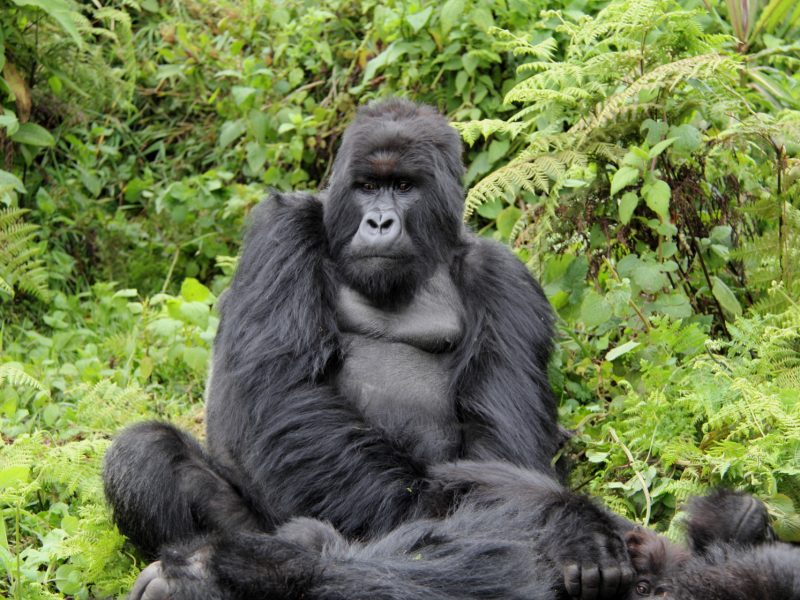 Uganda Gorilla Trekking safaris