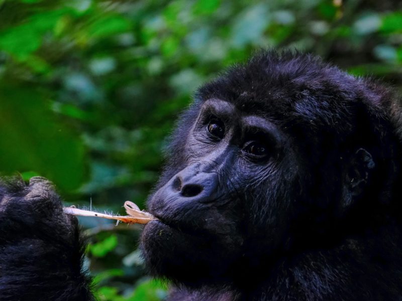 Uganda Gorilla Trekking safaris